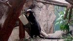 Kanguru Pohon Nemena Hadir di Batu Secret Zoo