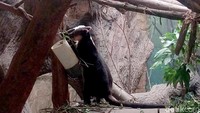 Di habitat aslinya, keberadaan Kanguru Pohon Nemena semakin terancam akibat berkurangnya hutan sebagai tempat hidupnya.