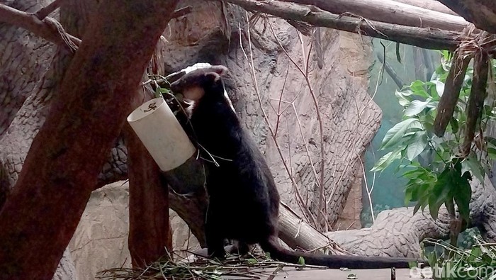 Kanguru Pohon Nemena di Batu Secret Zoo Jatim Park 2 Kota Batu