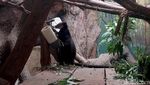 Kanguru Pohon Nemena Hadir di Batu Secret Zoo