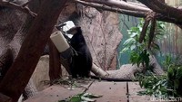 Sebagai bentuk dukungan terhadap upaya konservasi satwa langka Indonesia, Balai Konservasi Sumber Daya Alam (BKSDA) Surabaya secara resmi mengirimkan dua ekor Kanguru Pohon Nemena ke Batu Secret Zoo pada akhir Oktober 2025.