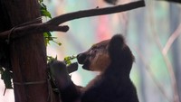 Satwa endemik Indonesia ini kini dapat dijumpai secara eksklusif di Batu Secret Zoo. Kanguru Pohon Nemena merupakan satwa langka yang berasal dari Papua Barat, Indonesia.      (Foto: Istimewa / Dok. Batu Secret Zoo Jatim Park 2)