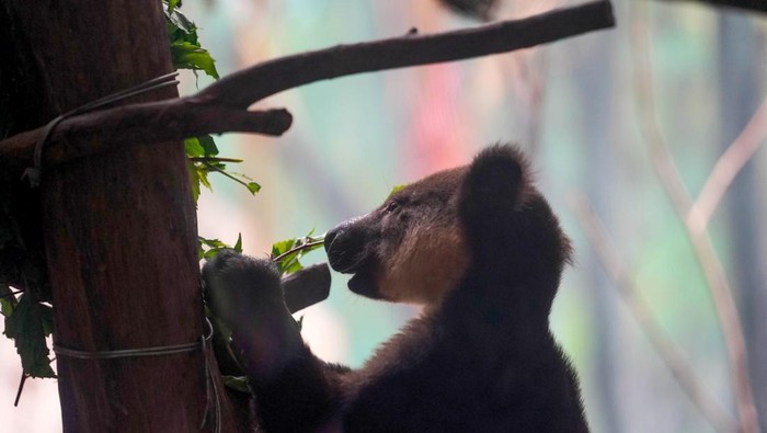Kanguru Pohon Nemena di Batu Secret Zoo Jatim Park 2 Kota Batu