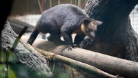 Kondisi tersebut menjadikan upaya konservasi satwa ini sangat penting untuk menjaga kelestarian dan keberlangsungan populasinya di masa depan. (Foto: Istimewa / Dok. Batu Secret Zoo Jatim Park 2)