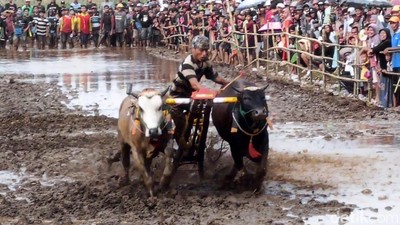 Kerapan Sapeh Sakak Probolinggo