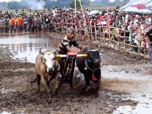 Silaturahmi Petani di Kerapan Sapeh Sakak Probolinggo, Diikuti 34 Peserta