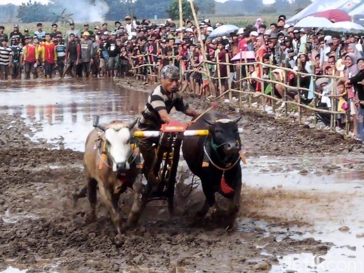 Kerapan Sapeh Sakak Probolinggo