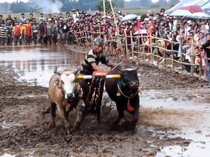 Silaturahmi Petani di Kerapan Sapeh Sakak Probolinggo, Diikuti 34 Peserta