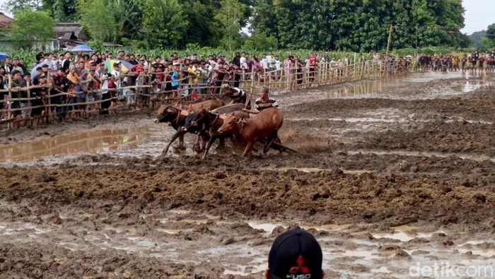 Kerapan Sapeh Sakak Probolinggo