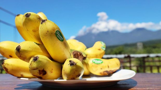 Pisang Mas Kirana. Pisang Mas Kirana.