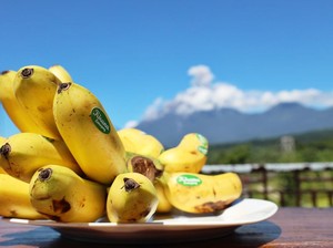 Pisang Mas Kirana, Kebanggaan Lumajang yang Mendunia