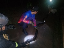 Sanca 4 Meter Mangsa 3 Ayam di Kuningan Dievakuasi Damkar