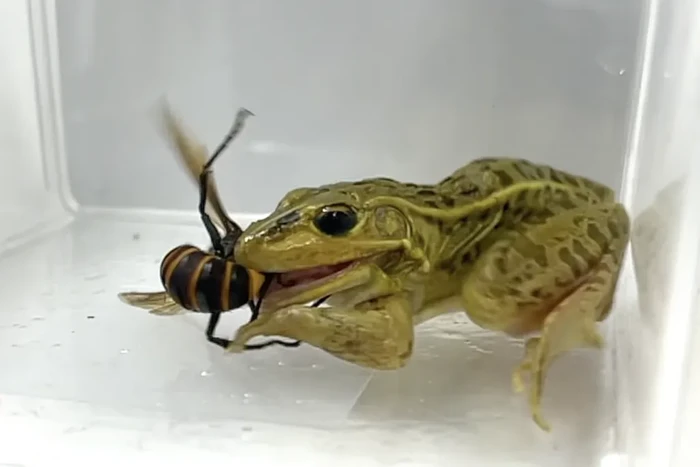 Tawon Raksasa Vs Katak Jepang, Studi Buktikan Hewan Ini yang Menang