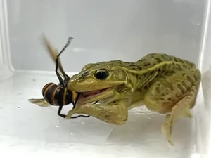 Tawon Raksasa Vs Katak Jepang, Studi Buktikan Hewan Ini yang Menang