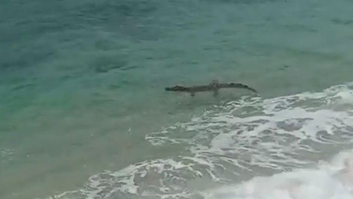 Buaya Kembali Muncul di Pantai Malang Selatan