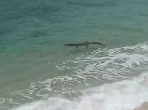 Buaya Kembali Muncul di Pantai Malang Selatan