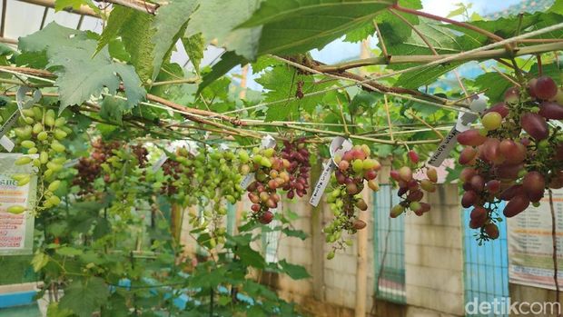 Wisata Petik Buah Andra & Almaira Grapes Saguling Ciamis.