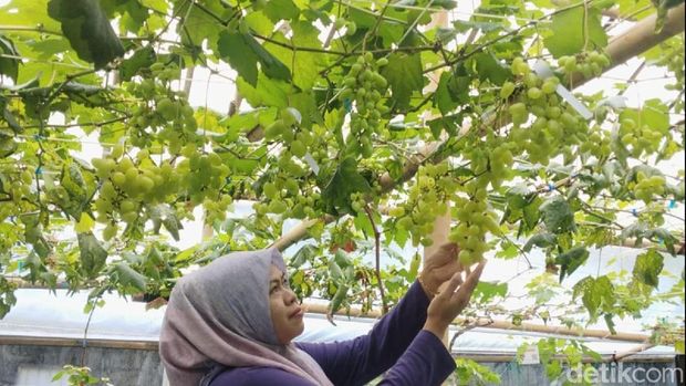 Wisata Petik Buah Andra & Almaira Grapes Saguling Ciamis.