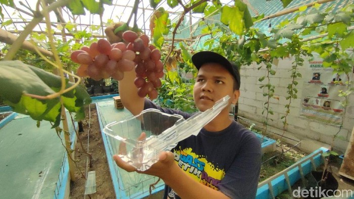 Kebun Wisata Anggur di Ciamis Tawarkan Keseruan Foto-foto hingga Petik Buah