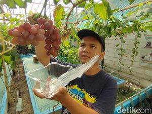 Kebun Wisata Anggur di Ciamis Tawarkan Keseruan Foto-foto hingga Petik Buah