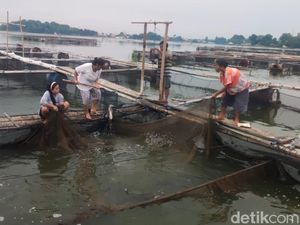 Ikan Air Tawar Ranu Grati Pasuruan Laris Manis Jelang Tahun Baru