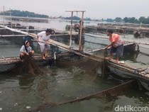 Ikan Air Tawar Ranu Grati Pasuruan Laris Manis Jelang Tahun Baru