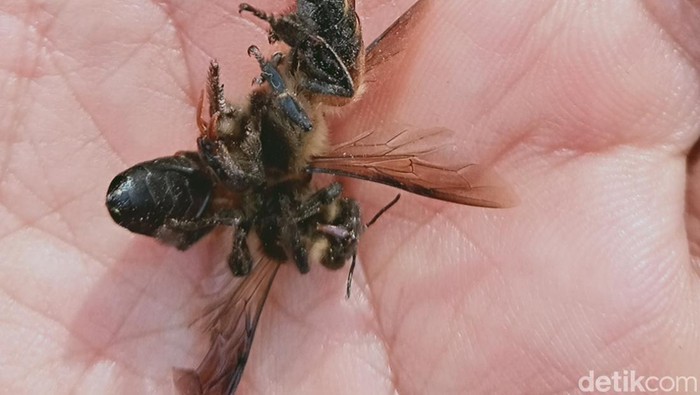 Pedagang Siomay di Klaten Dilarikan ke RS gegara Diserang Tawon Gung