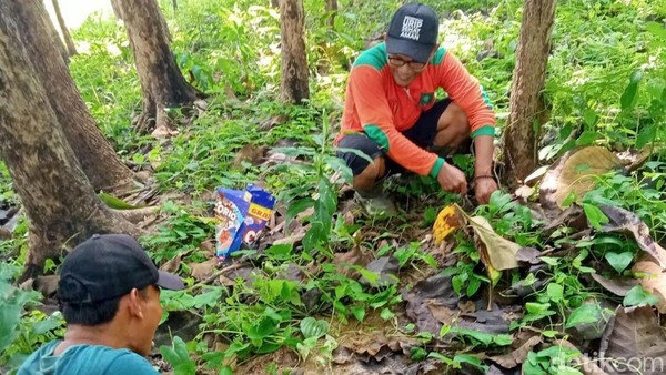 Liburan Warga Pinggir Hutan Bojonegoro Berburu Jamur Barat