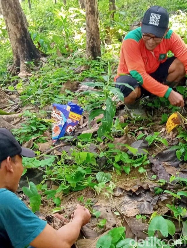 Liburan Warga Pinggir Hutan Bojonegoro Berburu Jamur Barat