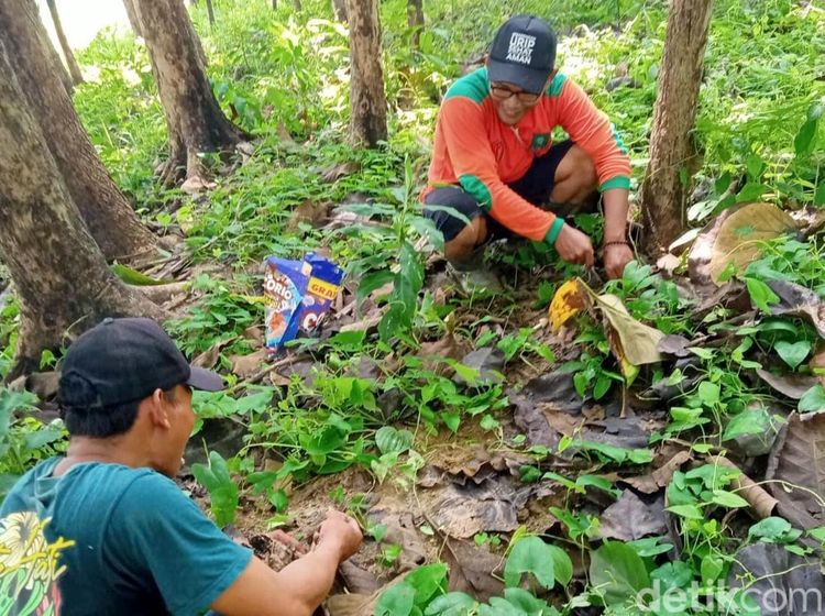 Liburan Warga Pinggir Hutan Bojonegoro Berburu Jamur Barat