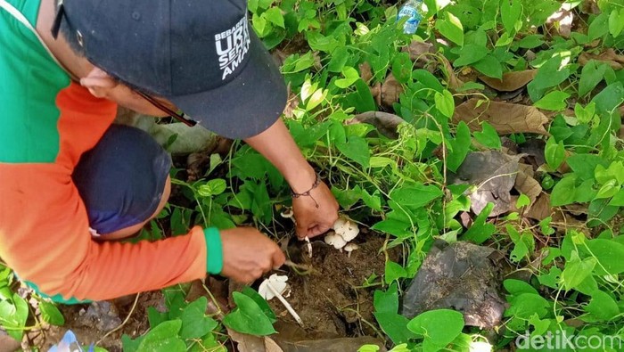 Liburan Warga Pinggir Hutan Bojonegoro Berburu Jamur Barat