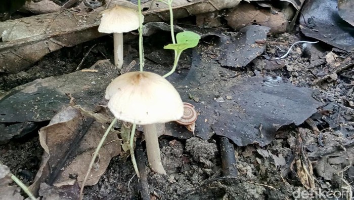 Liburan Warga Pinggir Hutan Bojonegoro Berburu Jamur Barat