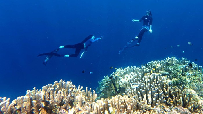 Sejumlah wisatawan menyelam bebas atau free dive di gugusan terumbu karang objek wisata Oluhuta Paradise di Kabupaten Bone Bolango, Gorontalo, Minggu (28/12/2025). Kunjungan ke objek wisata minat khusus tersebut meningkat dari rata-rata 19 orang/hari menjadi 130 orang/hari berkenaan dengan libur Natal 2025 dan Tahun Baru 2026. ANTARA FOTO/Adiwinata Solihin