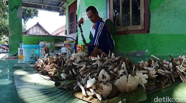 Warga Bojonegoro mencari jamur barat saat liburan Warga Bojonegoro mencari jamur barat saat liburan
