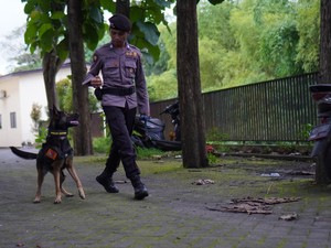 Ngalam Mbois: Alice, Anjing K9 SAR Cadaver Andalan Polres Malang
