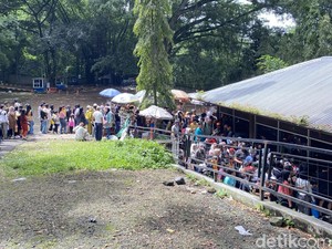 Liburan Nyaris Gagal, Pengunjung Senang Bandung Zoo Dibuka Lagi