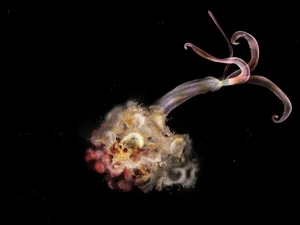 Cacing Zombie Menghilang di Laut Dalam, Ilmuwan Bunyikan Tanda Bahaya