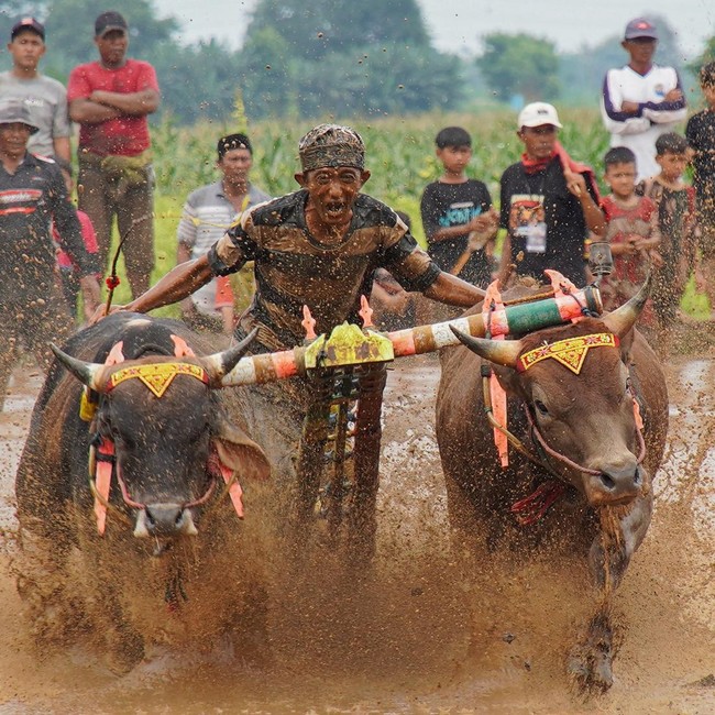 Karapan Sapi Sakak Probolinggo Jadi Daya Tarik Wisata Akhir Tahun