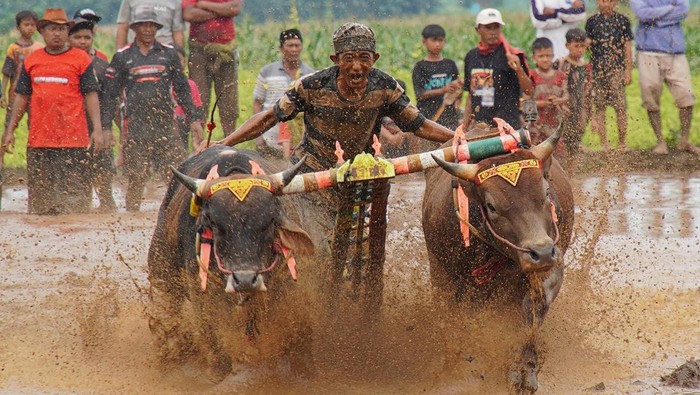 Joki memacu sapinya saat gelaran karapan sapi sakak di Kabupaten Probolinggo, Jawa Timur, Sabtu (27/12/2025). Pemerintah Kabupaten Probolinggo menggelar karapan sapi sakak yang diikuti 34 peserta sebagai ajang promosi wisata di kawasan itu. ANTARA FOTO/Irfan Sumanjaya/sgd