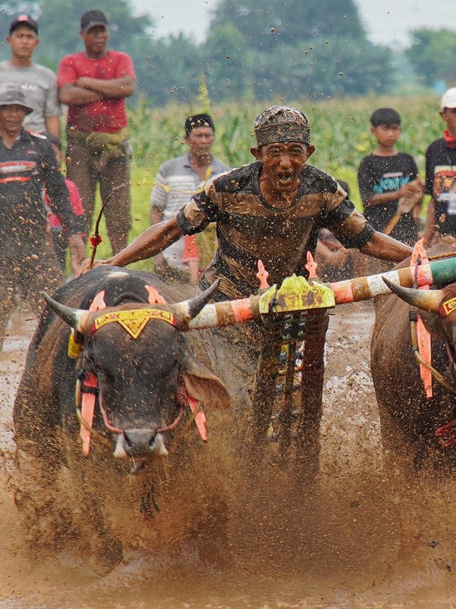 Karapan Sapi Sakak Probolinggo Jadi Daya Tarik Wisata Akhir Tahun