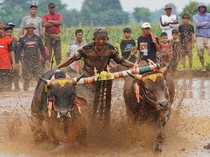 Karapan Sapi Sakak Probolinggo Jadi Daya Tarik Wisata Akhir Tahun