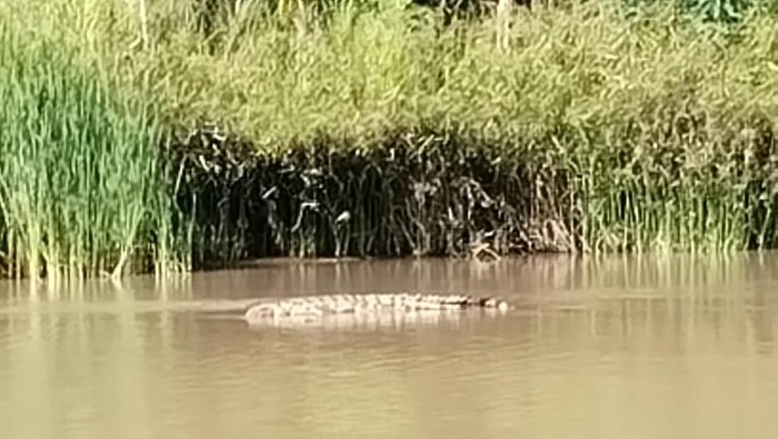Pemuda Diserang Buaya Saat Mandi di Sungai Mandar Polman, Kaki Korban Luka