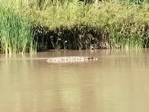 Warga Polman Ketakutan Buaya Terkam 2 Orang dalam Sebulan di Sungai Mandar