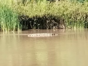 Buaya Serang Warga di Sungai Mandar Polman Diduga gegara Habitat Terganggu