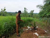 Warga Cirebon Temukan Kebun Sawit Siluman di Kawasan Resapan Air