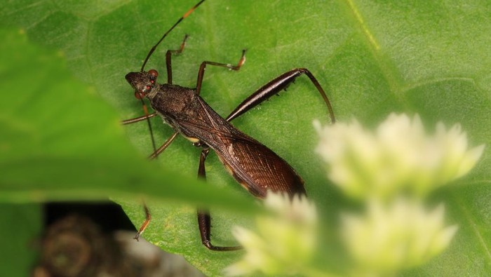 Kepik cokelat atau Riptortus linearis F