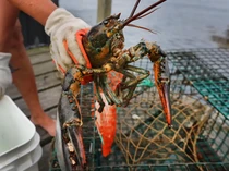 Waduh! FBI Turun Tangan Buat Kasus Lobster Senilai Rp 6 Miliar Hilang