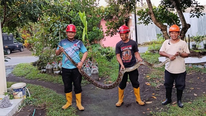 Ular Sanca 3,5 Meter Dievakuasi Usai Mangsa Ayam di Ngaglik Sleman