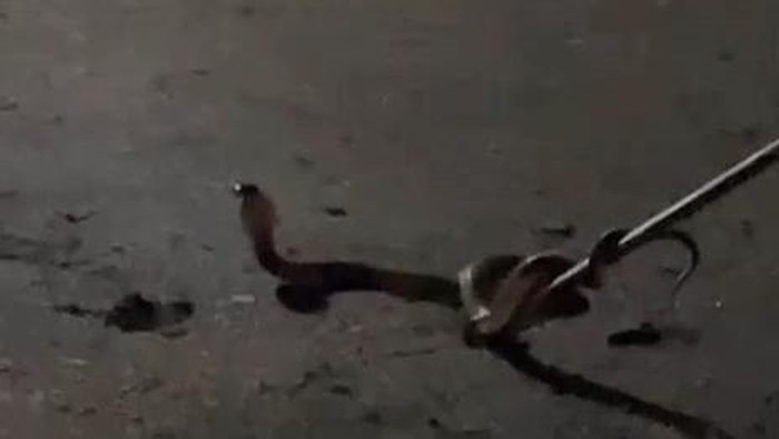 Teror Ular Kobra di Lubuklinggau Saat Musim Hujan, Warga Khawatir