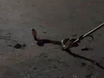 Teror Ular Kobra di Lubuklinggau Saat Musim Hujan, Warga Khawatir